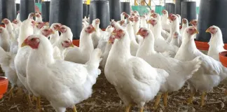 Día de la Gallina: Campaña promueve un sistema libre de jaulas