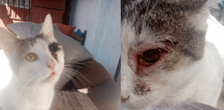 Porque todos podemos ayudar, ¡aportemos a la recuperación de Michino, un gatito que requiere urgente una intervención a causa de una úlcera ocular¡