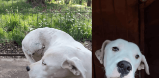 Encontremos un lindo hogar para Lunita, perrita brutalmente maltratada