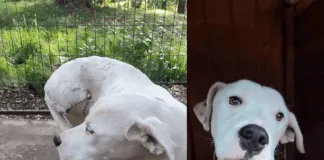 Encontremos un lindo hogar para Lunita, perrita brutalmente maltratada