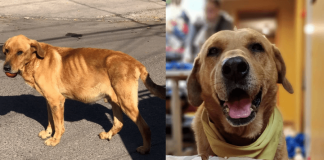 Todos podemos ayudar: ¡súmate a la cadena de amor por Tribilín, un perrito que padece la enfermedad de cáncer ¡