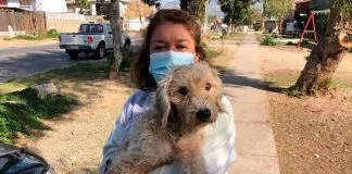 Rescataron a seis perros que sufrían brutal maltrato animal en La Calera