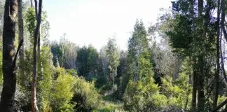 Lotear la naturaleza, un tema necesario de reflexionar (Opinión)