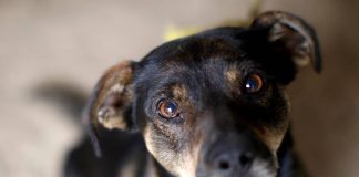 Carabinero mata a perro de un disparo en las afueras del CESFAM de San Pedro de La Paz