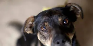 Declaran admisible querella por maltrato animal a causa de perra atropellada intencionalmente por un vecino en Lo Prado