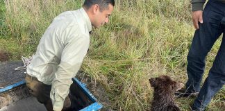 Rescatan a perrito atrapado en una alcantarilla