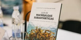 Presentan libro gratuito “Guía de macroalgas subantárticas” en Punta Arenas