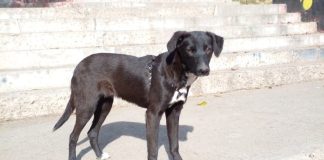 La historia de Negri, una perrita abandonada de Rancagua que busca un hogar