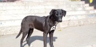 La historia de Negri, una perrita abandonada de Rancagua que busca un hogar