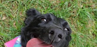 La historia de Eva, una linda perrita que busca un hogar definitivo