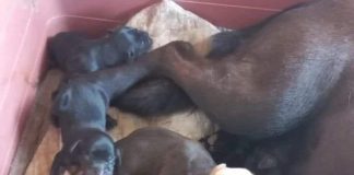 Ayudemos en la «Lukaton» del Refugio Matpet