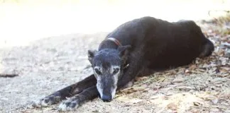 Fundación Galgos Chile debe más de 2 millones en tratamientos veterinarios a animales rescatados: ¿cómo ayudar?