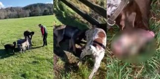 Repudio masivo contra funcionario del SAG Villarrica que fue filmado entregando un zorro a tres perros que atacaron al animal