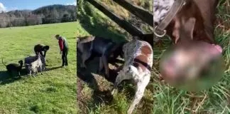 Declaran admisible querella por el delito de maltrato animal, a causa del zorro que fue atacado por tres perros gracias a funcionario del SAG