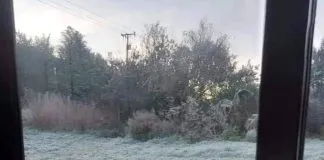 Puma llegó al jardín de una casa en Puerto Montt