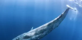 Se lanza coalición para la protección oceánica en la Cumbre de las Américas