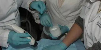 Científicas UFRO desarrollan crema derivada del té verde que daña las células malignas del cáncer a la piel