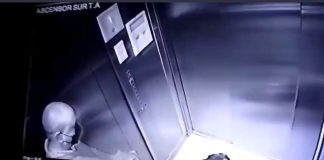 La historia de Cholita, una perrita rescatada de un maltrato en un edificio de Nuñoa que hoy busca dejar atrás ese pasado