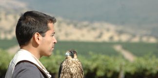 Emprendimiento chileno rehabilita aves rapaces para controlar plagas en el campo y la ciudad