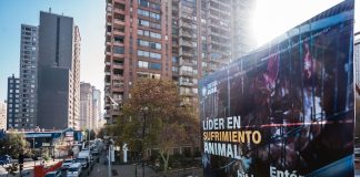 Campaña exige mejores estándares de bienestar animal a los supermercados del país