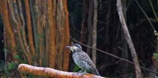 Lanzan guías de Flora Nativa y Aves de los ecosistemas costeros en la región de La Araucanía
