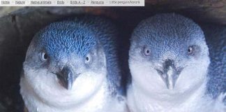 Registran masiva muerte de pingüinos en playas de Nueva Zelandia: Expertos culpan al calentamiento de las aguas