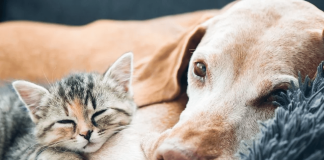 Tips para pasar un invierno seguro con nuestros peludos