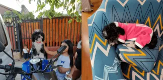 Mujer sufre portonazo en Nuñoa, llevándose el vehículo con su perrita: pide ayuda