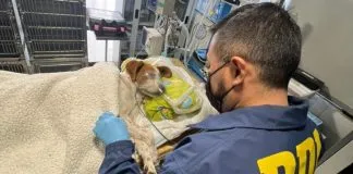 Declaran admisible querella por maltrato animal interpuesta por Fundación APLA a causa de perro apuñalado en su cabeza.