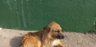 Carabineros rescataron a perro que había caído a un canal en Puente Alto