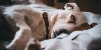¿Cómo prevenir y tratar un resfrío en perros y gatos?