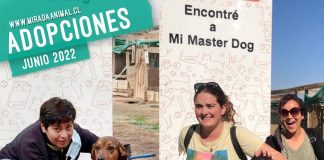 Excelentes noticias: 15 canes fueron adoptados desde el Refugio Esperanza de Mirada Animal en junio