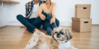 Aprueban tenencia compartida de los perritos»Igor y Bambú» tras ruptura de sus humanos