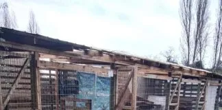 Ayudemos en la Campaña de invierno del Refugio Animal Arca
