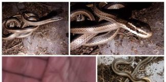 Una serpiente mal herida fue rescatada en Los Queñes