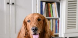 Más de 58 mil gatos y perros serán esterilizados gratuitamente