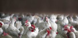 El consumo de Pollo a la Brasa en Perú está acabando con los bosques de algarrobo, afirma investigación