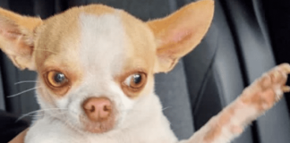 Se busca a Brunito, la campaña para poder localizar a un chihuahua robado en Tomé