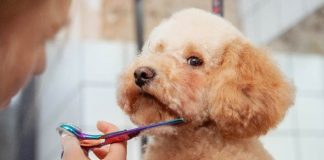 Presentan demanda contra peluquería canina, acusando negligencia por laceración de uno de los ojos de can que se atendió con ellos