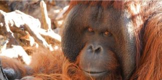 Presentan apelación ante la Corte de Apelaciones de San Miguel, tras rechazo del habeas corpus a favor de Sandai