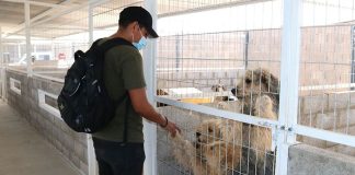 Minera dona ocho caniles para apoyar el cuidado de perros rescatados de Calama