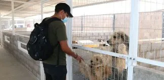 Minera dona ocho caniles para apoyar el cuidado de perros rescatados de Calama