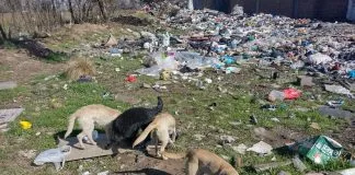 22 animales abandonados en un potrero de La Pintana nos necesitan a todos: ¿cómo ayudarlos?