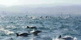 Registran avistamiento de decenas de delfines frente a las costas de Viña del Mar y Valparaíso