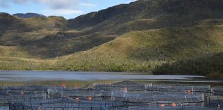 Superintendencia del Medio Ambiente revocó por primera vez una concesión a una empresa salmonera