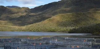 Superintendencia del Medio Ambiente revocó por primera vez una concesión a una empresa salmonera