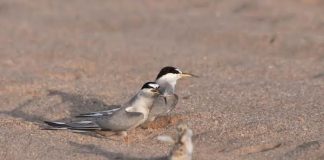 Anuncian que decreto para que Itata Gualaguala se convierta en Santuario de la Naturaleza ya fue firmado