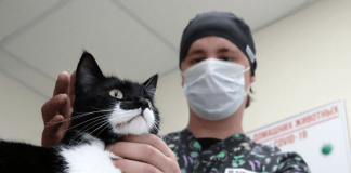 La transmisión de Covid-19 de gato a humano es un hecho extremadamente raro, afirma Colmevet