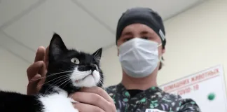 La transmisión de Covid-19 de gato a humano es un hecho extremadamente raro, afirma Colmevet