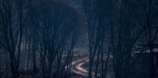 Hasta 250.000 animales pueden haber muerto abrasados en los incendios en Galicia